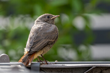 Junger Hausrotschwanz sitzt auf im Garten und wartet auf Futter