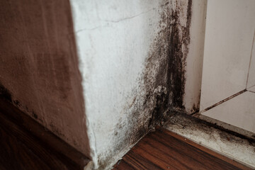 Spot of mold, mould, mildew or fungus on at corner of white wall above beside frame of door.