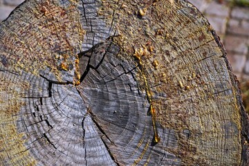 Tree sap oozing from a cut tree trunk