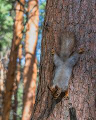 A forest squirrel runs and jumps through the trees in search of food