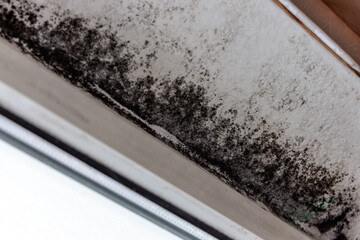 Spot of mold, mould, mildew or fungus on white wall above window.