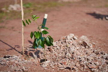 A newly planted tree in the ground