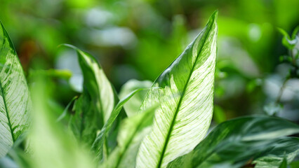 Close up of green leaves with white veins.