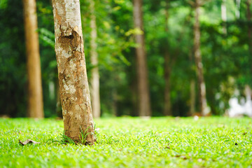 Close up view of a single tree trunk in a lush green forest with blurred background