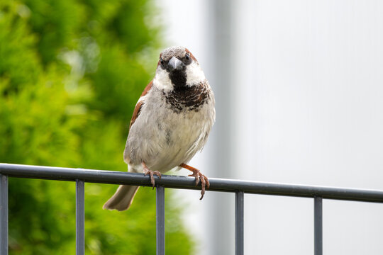 M&auml;nnlicher Hausperling sitzt auf dem Gartenzaun