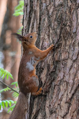 A forest squirrel runs and jumps through the trees in search of food