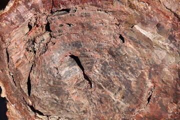 Petrified Wood Close Up 