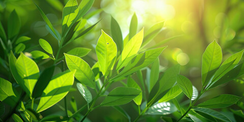 Obraz premium Vibrant green drugs: A close-up of a medicinal plant, its leaves glistening in the sunlight