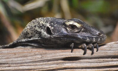 Komodo Dragon (Varanus komodoensis), a large, venomous reptile native to Asia, resting on a log.