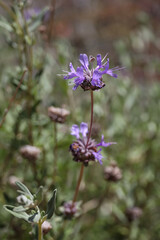 Desert chia, purple desert wildflowers
