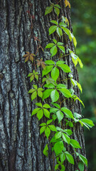 Green leaves on vine growing up tree in park