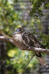 Dove sitting on a branch in a tree