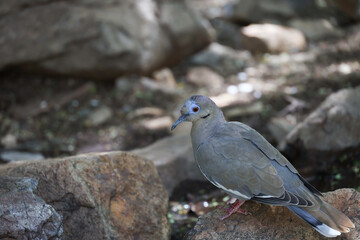 Dove sitting on a rock