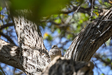 Dove sitting on a branch in a tree