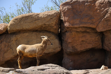 Bighorn Sheep on Rock 