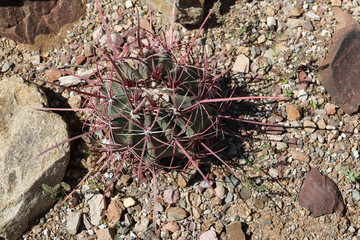 Ferocactus rectispinus