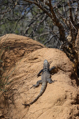 Lizard sunning on a rock
