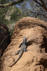 Lizard sunning on a rock