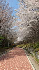 벚꽃이 활짝 핀 거리 모습