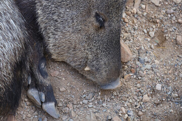 Obraz premium Javelina sleeping in the sand 