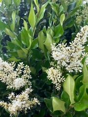 Obraz premium green and yellow flowers