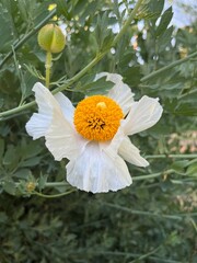 orange flower with dew drops