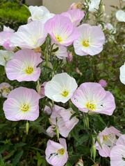pink and white flowers