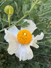 orange flower in the garden