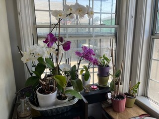 flowers on the windowsill