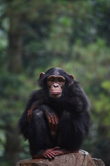 Photos of a young chimpanze