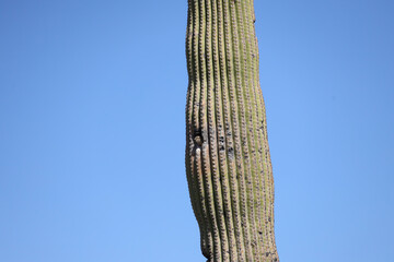 Bird peeking out of Saguaro cactus nest hole