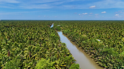 Amazing aerial view from drone of Mekong Delta countryside, vast coconut field along canal, green palm trees and nipa plant with river make natural jungle of Vietnamese village for BenTre eco travel
