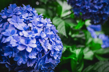 アジサイのある風景