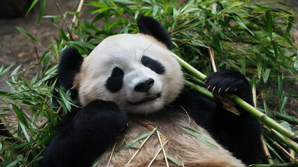 Obraz premium Resting panda in bamboo forest.