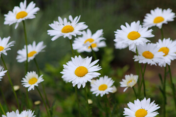 Fototapeta premium daisies in the grass