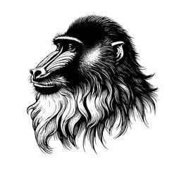 Mandrill vintage hand drawn vector primate illustration