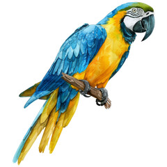 Fototapeta premium Blue and Gold Macaw, Bird Illustration. Watercolor Style. AI Generated