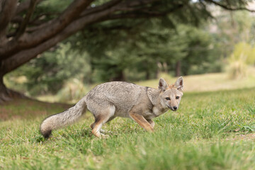 Fototapeta premium Gray fox in attack position. 