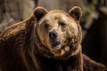Obraz premium Closeup of a Kodiak bears snout staring at the camera