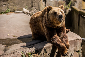 Carnivore Kodiak bear with fur and claws, sitting on a rock with crossed legs