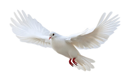 a white dove,on white background