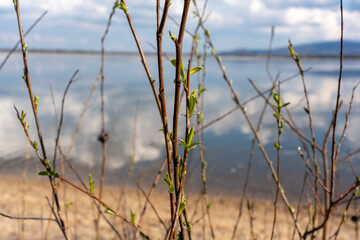 In spring, the first buds blossom on the trees against the backdrop of the lake 