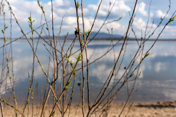 In spring, the first buds blossom on the trees against the backdrop of the lake 