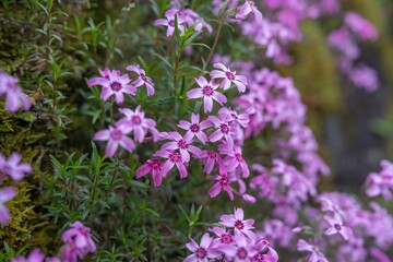 Obraz premium ひっそりと咲く満開の赤紫の芝桜