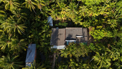 Amazing aerial view of Mekong Delta village, vast coconut, nipa tree field, roof of lonely house in...