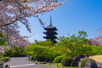 京都　東寺の五重塔　桜と新緑