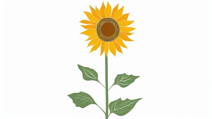 Obraz premium Blooming sunflower with leaves and stem illustration on white background for beauty and nature concepts