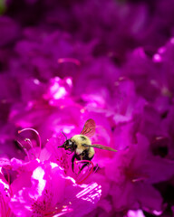 Bee on Azalea
