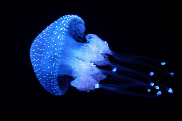 Tropical Jellyfish Phyllorhiza punctata white-spotted jellyfish aka floating bell, Australian...