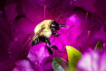 Bee on Azalea